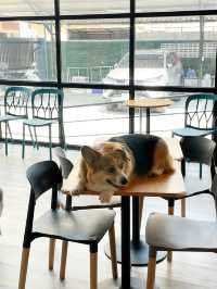 คาเฟ่น้องหมา พัทยา ฟินมากกก! 🐶
