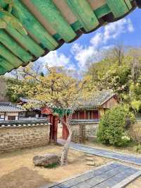 봄꽃들이 가득한 전주 향교
