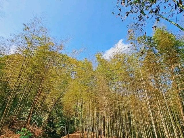 來到溪頭一定不能錯過的就是金台灣山莊民宿，這裡除了提供優質的住宿，還有讓您品嚐到地道的山林美食。