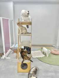 🐱 건대 고양이카페 ‘우주로켓’ 후기 🚀