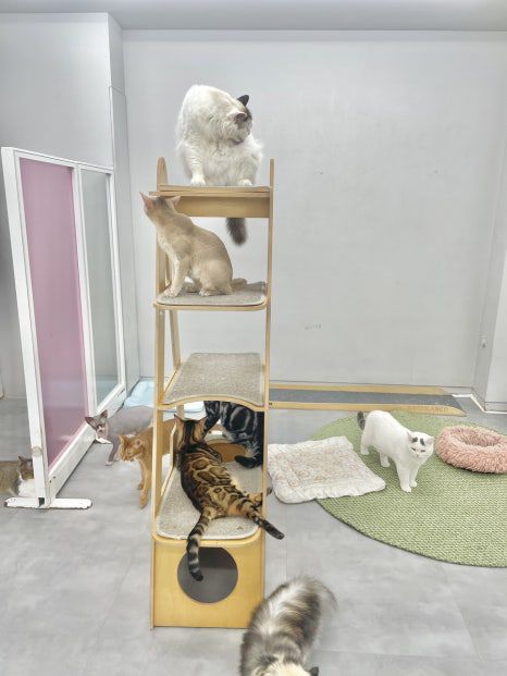 🐱 건대 고양이카페 ‘우주로켓’ 후기 🚀