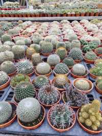 Little pricks heaven at Cactus Point 🌵