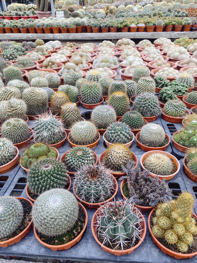 Little pricks heaven at Cactus Point 🌵