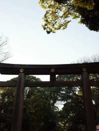 【明治神宮】都会の真ん中で、心が洗われる森へ🌿⛩️