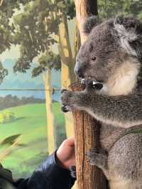 🐨 澳洲維多利亞州的一個受歡迎的私人家族經營動物園🦙🫏🦘🐕