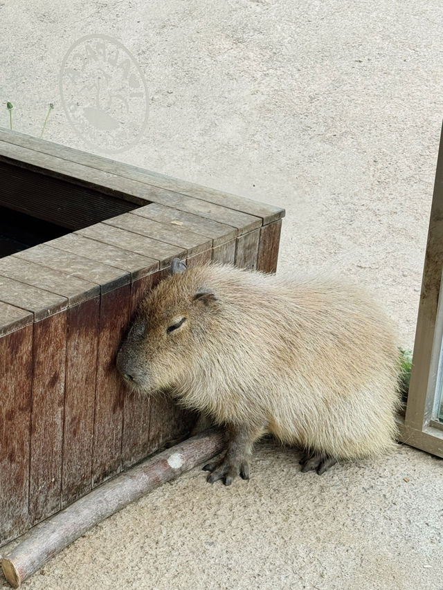 🦙 숲속에서 알파카와 눈맞춤 