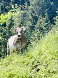 Adjacent to Swat, the Switzerland of Pakistan - Scenic Kumrat Valley with very budget options