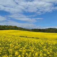 Guildford: A Golden Slice of English Paradise! 🌳☀️