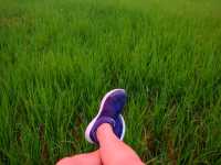 🌾 นอนฟิน กินหมูกระทะ กลางทุ่งนาเขียว 🍃