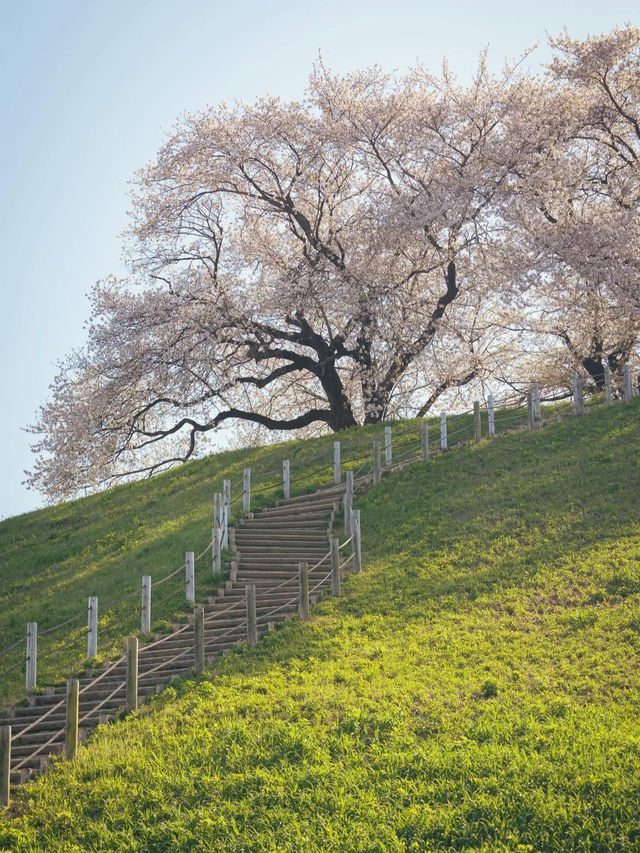 古代ロマンに浸る「さきたま古墳公園」で、歴史と自然を感じる旅