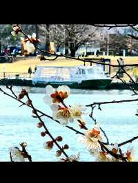 水と緑に癒される富山のオアシス🌿 富岩運河環水公園で過ごす静かな時間