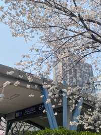 พาชมซากุระ Hongkou Football station เซี่ยงไฮ้🌸