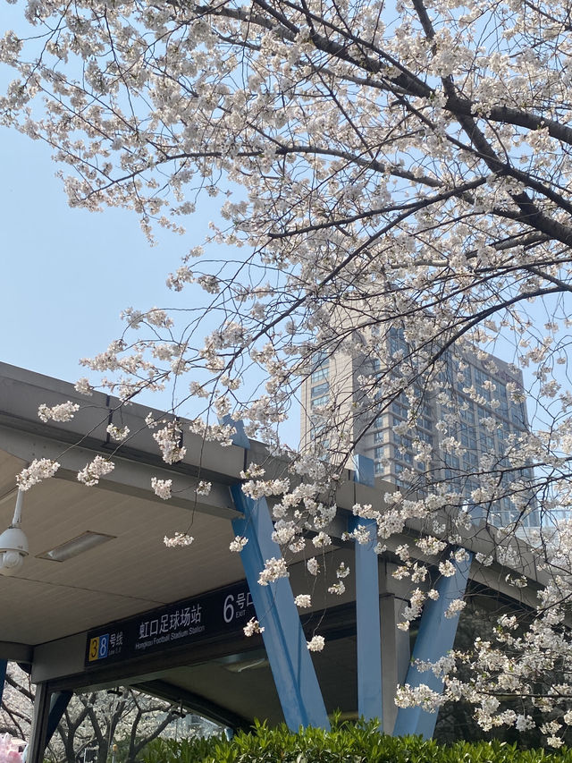 พาชมซากุระ Hongkou Football station เซี่ยงไฮ้🌸