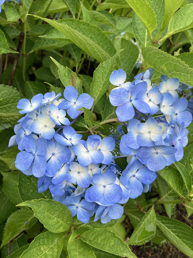 繡球花@東京台場