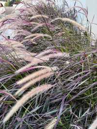 Hidden Gem Above the City: Rooftop Garden at LaLaport