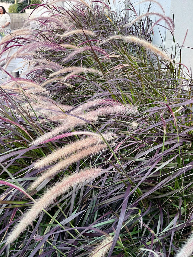 Hidden Gem Above the City: Rooftop Garden at LaLaport