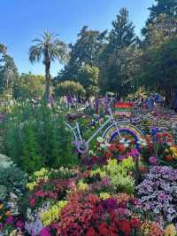 🌸【花に包まれる街】ダーリング・ダウンズの花祭りで彩りの旅
