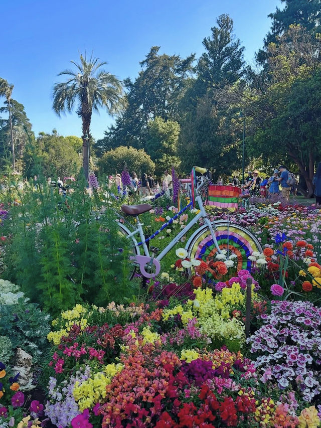 🌸【花に包まれる街】ダーリング・ダウンズの花祭りで彩りの旅