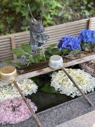 이소야마 신사 수국과 여름 대죄