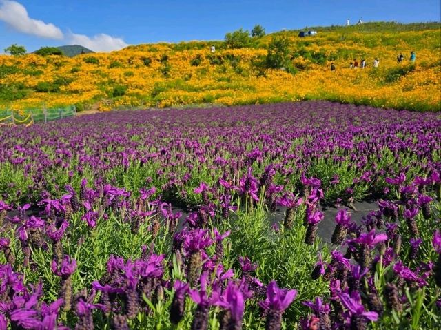 Flower Vibes at Jisepo