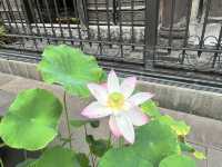 🕊️✨ Wenshu Monastery 文殊院 – A Peaceful & Instagrammable Escape in Chengdu