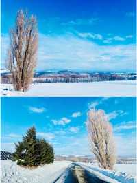 【北海道】Ken & Mary之木：矗立於雪地的白楊樹