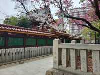 神戶鬧區內的櫻花秘境/生田神社