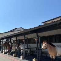 🌄伊香保綠色牧場～馬兒樂園 🐎