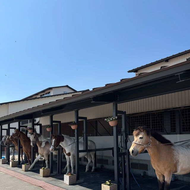 🌄伊香保綠色牧場～馬兒樂園 🐎