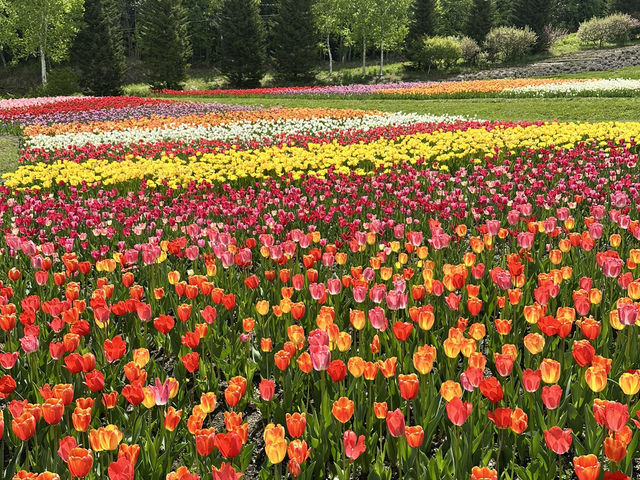 北海道賞花季節💐滿開的鬱金香花田🌷