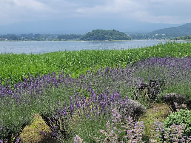 Reflections of Fuji: A Gentle Escape to Lake Kawaguchiko