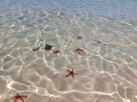 Starfish Everywhere?! Yep, It’s That Magical