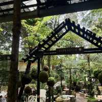Forest Vibes & Highest-Perched Coffee – My Visit to Kopi Hutan, Penang
