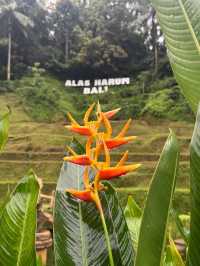 Glass Floors & Flying Foxes—Only at Alas Harum