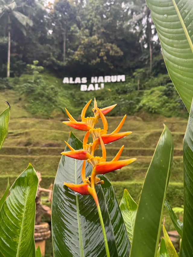 Glass Floors & Flying Foxes—Only at Alas Harum