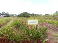 🍍하와이 돌 플랜테이션(Dole Plantation) – 세 번 가서 한 번 본 귀한 파인애플🌿