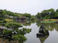 彥根 | 玄宮園，引琵琶湖水而成的日式庭園