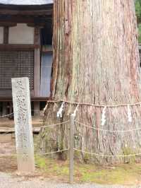 【癒しの観光スポット】岐阜県高山市 日枝神社