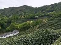Tea Fields Forever: Wandering Through Long Jing Village