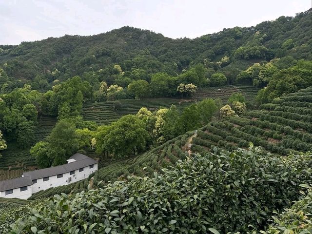 Tea Fields Forever: Wandering Through Long Jing Village
