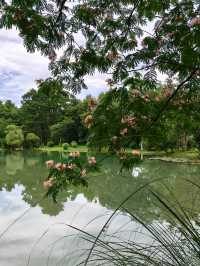 Silk Tree Season at Hangzhou Botanical Garden