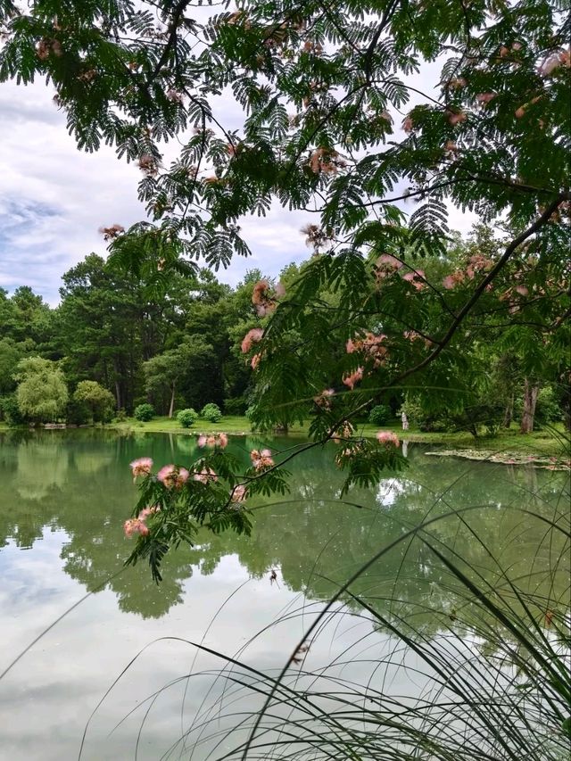 Silk Tree Season at Hangzhou Botanical Garden
