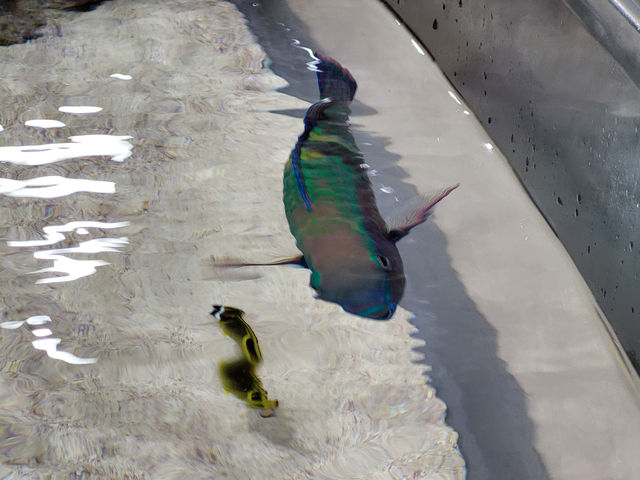 黑潮水槽震撼人心的海洋體驗/沖繩美麗海水族館
