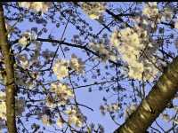 【御船山楽園】四季が彩る幻想庭園で、心ほどけるひととき🌸🍁🌌