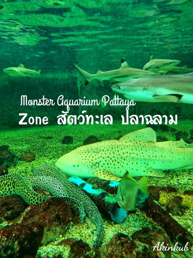 ฉลามหูดำและฉลามเสือดาวตัวใหญ่มาก