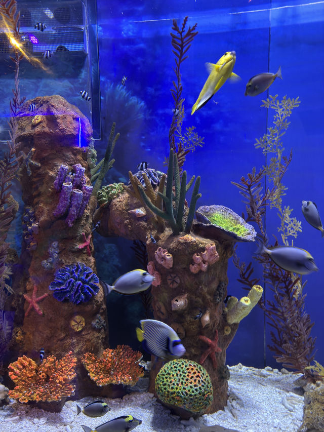 Spot Dory & The Coral Garden at Aquaria KLCC
