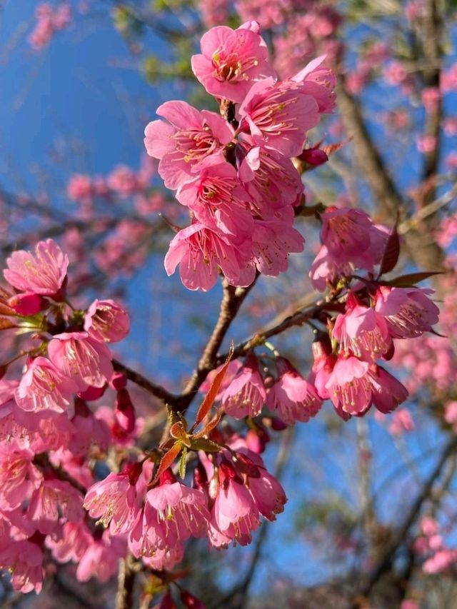 🌸ชมดอกซากุระบานที่ดอยอินทนนท์ 