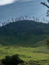 Hiking Through Giant Palms in Valle de Cocora