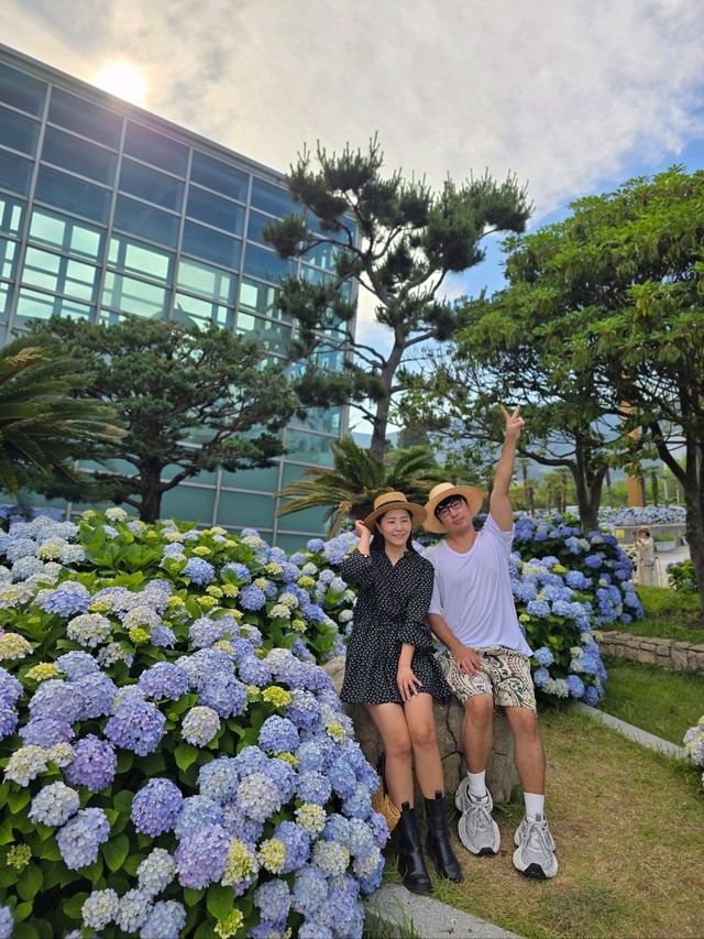 올해 오션뷰 수국은 여기서 종결💜
