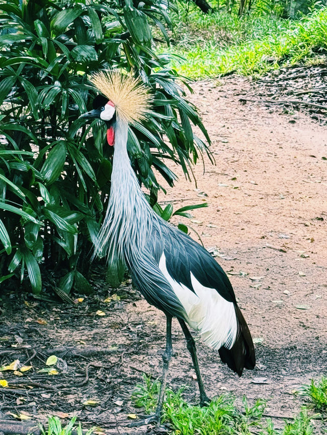 《越南🇻🇳富國島·VINPEARL SAFARI野生動物園》附地圖 《越南🇻🇳富國島·VINPEARL SAFARI野生動物園》附地圖
